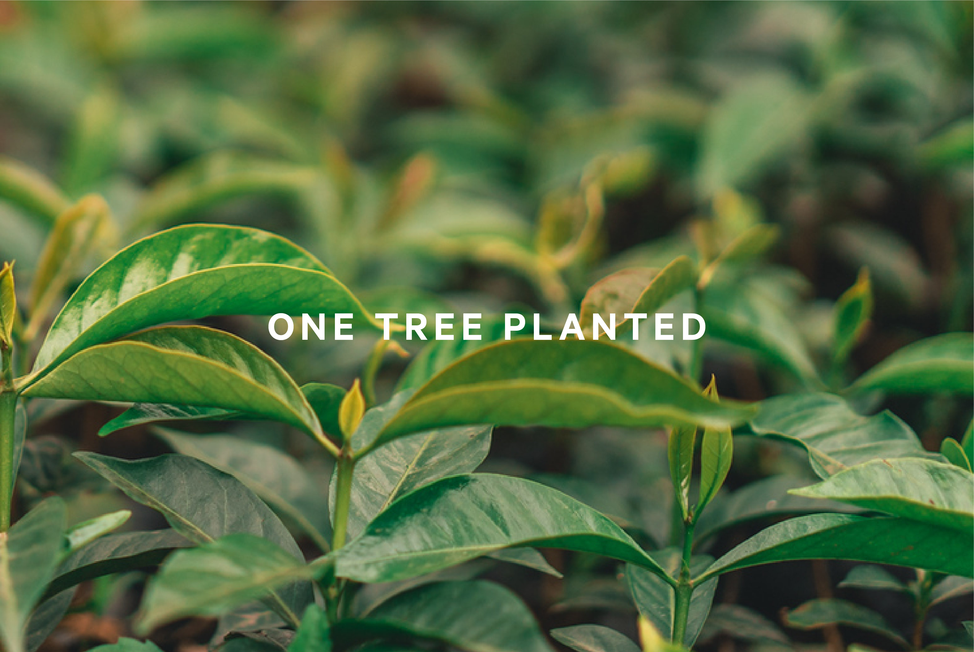 Supre Foundation x One Tree Planted Partnership